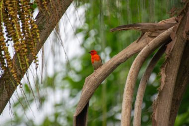 Bir dalda kırmızı fody