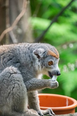 Taç giymiş lemur- Portre - Yakın plan