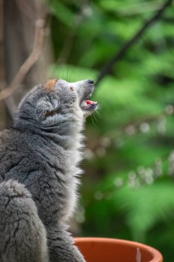 Taç giymiş lemur- Portre - Yakın plan