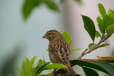 Ağaçta kestane dokumacı