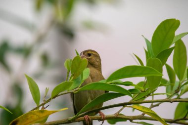 Ağaçta kestane dokumacı
