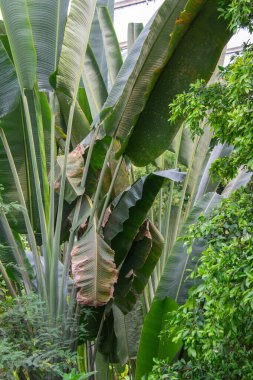 Ormanda muz yaprakları