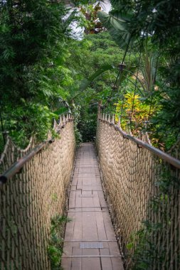 Yağmur ormanları arasında doğa köprüsü