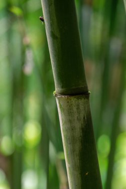 Bambu doğada yakın plan.