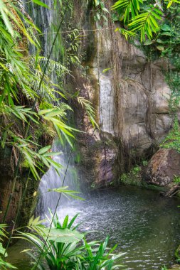 Ormanda güzel bir şelale