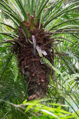 Parktaki palmiye ağacı