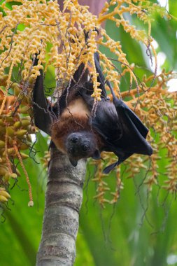 Ağaçtan sarkan Hintli uçan tilki
