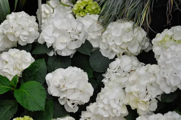 Ortanca Çiçek bahçesinde