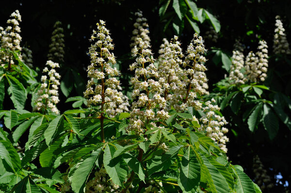 Цветы каштана закрываются