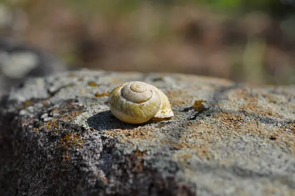 Bir taşın üzerindeki salyangozun yakın çekimi.