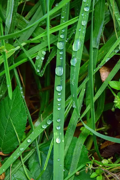 Sabahları yeşil yapraklara çiy damlaları düşer.