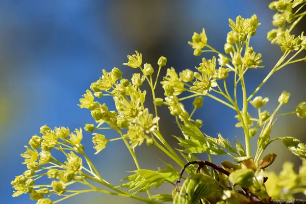 Acer platanoidleri kapatın.
