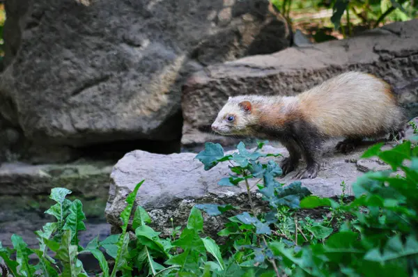 Hayvanat bahçesinde bir gelincik