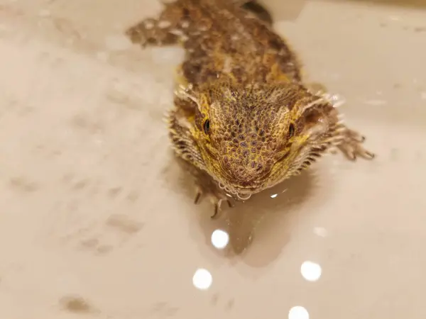 Sakallı bir ejderha banyo yapıyor.