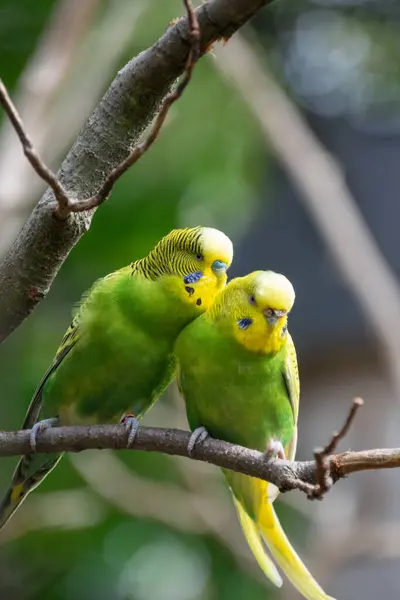 Bir Budgerigars 'a yaklaş