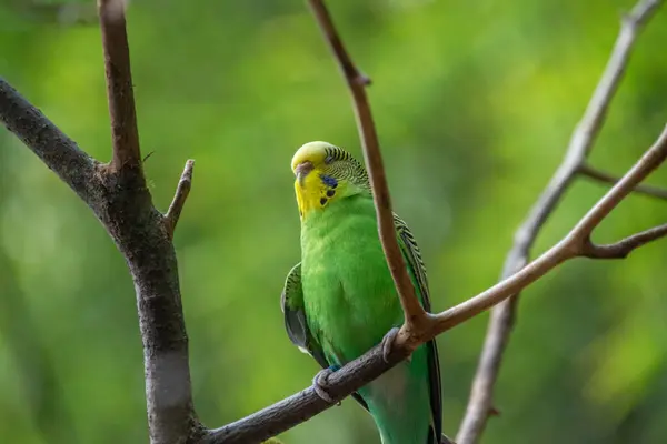 Bir Budgerigar 'a yaklaş