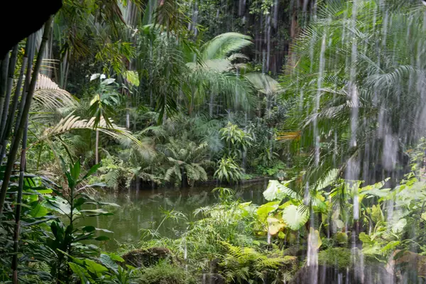 Ormandaki tropik bir şelalenin güzel bir görüntüsü.