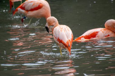 Gölette pembe flamingo