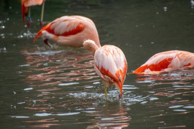 Gölette pembe flamingo