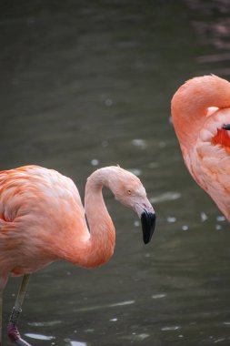 Gölette pembe flamingo