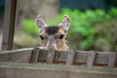 Geyik yemek yerken izlenir