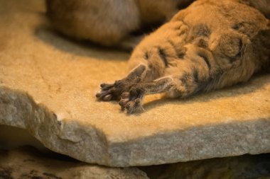 Ctenodactylus - Gundis - feet