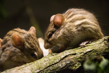 Tipik çizgili çim faresi.