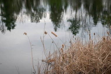 Sazlıklar göl kıyısında