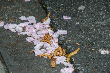 Sokakta pembe taç yaprakları