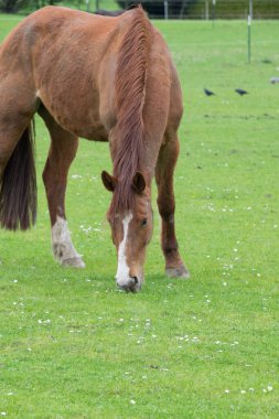 Yeşil çimlerde otlayan bir at.