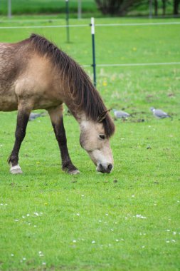 Yeşil çimlerde otlayan bir at.