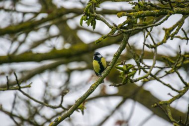 Ağaçtaki küçük bir kuşun yakın çekimi.