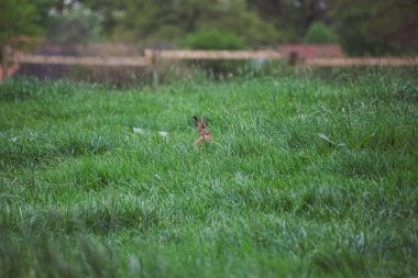 Tarlada vahşi bir tavşan