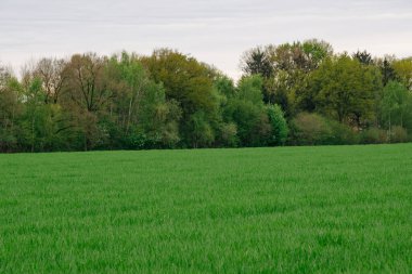 Yazın yeşil bir tarla