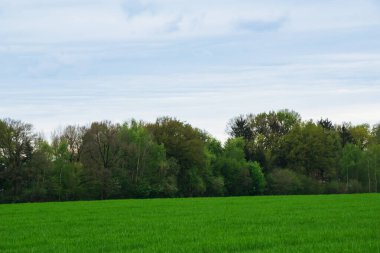 Yazın yeşil bir tarla
