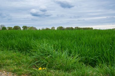 Buğday tarlası ve yeşil çimen