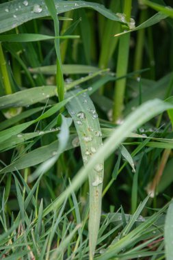 Yeşil çimlerin üzerindeki çiy tanesi