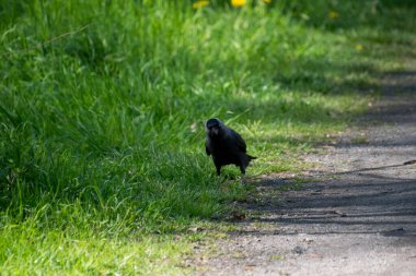 Batılı bir karga yeşil çimlerde yürür.