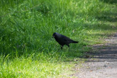 Batılı bir karga yeşil çimlerde yürür.