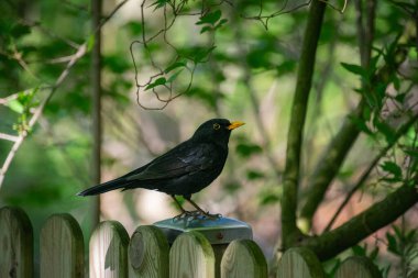 Çitin üzerinde oturan siyah bir kuş