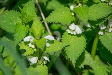 Isırgan otuna yakın dur.