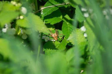 Bir ağ örümceği - Pisaura mirabilis - bir yaprağın üzerinde oturuyor.