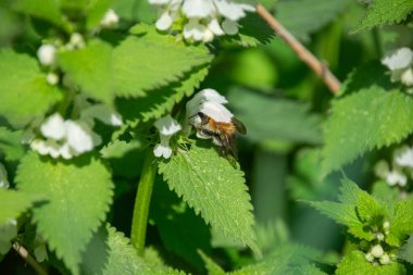 Sıradan bir kart arısı. Yaklaş.