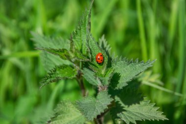 Isırgan otunun üzerinde oturan bir uğur böceği