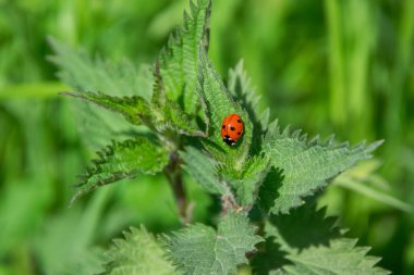 Isırgan otunun üzerinde oturan bir uğur böceği