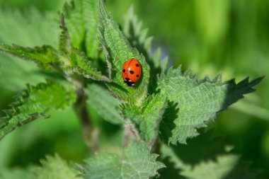 Isırgan otunun üzerinde oturan bir uğur böceği