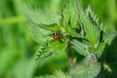 Isırgan otunun üzerinde oturan bir uğur böceği