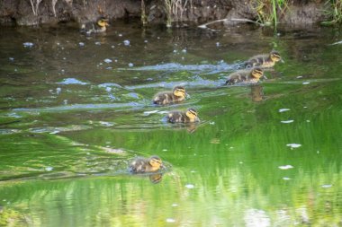 Yavru ördekler gölde yüzüyor