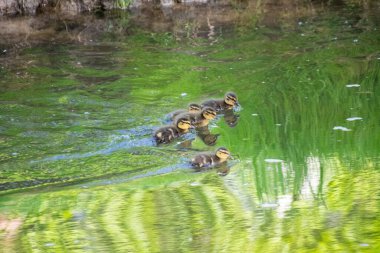 Yavru ördekler gölde yüzüyor