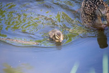 Yavru ördek annesiyle yüzüyor.